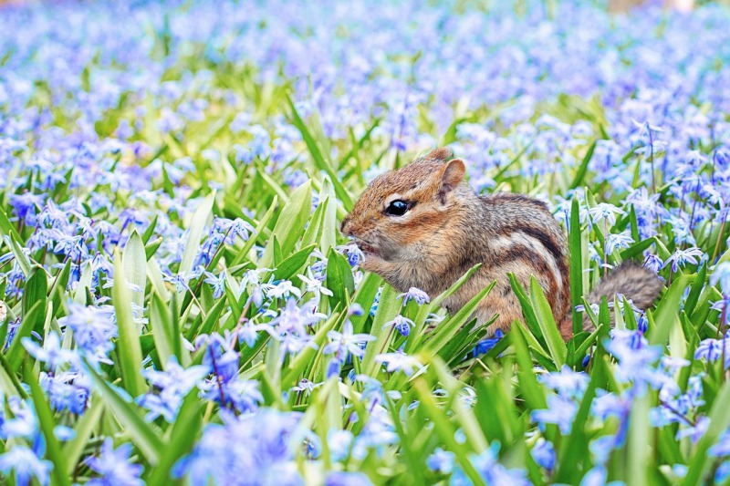 シマリス ペット不可の賃貸